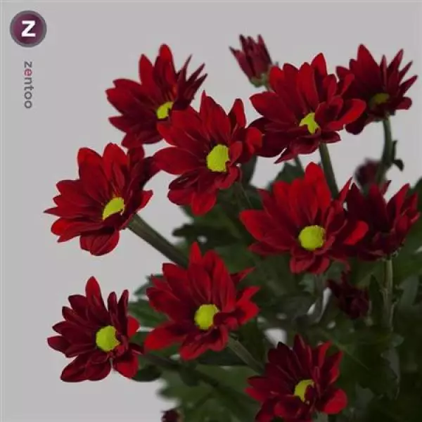 Chr T  Red