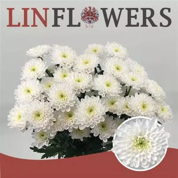 Chr T Altaj Ex Linflowers