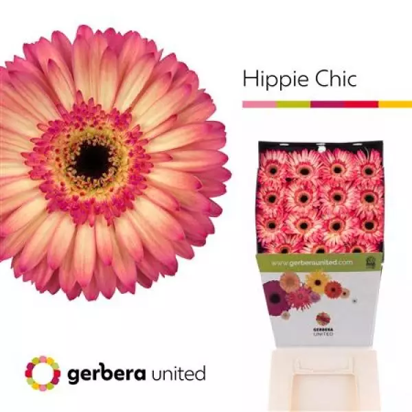Ge Gr Diamond Hippie Chic