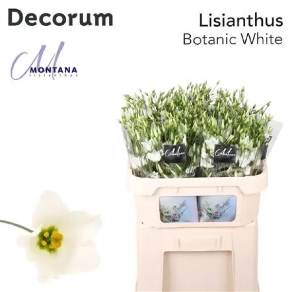 Eust E Botanic White