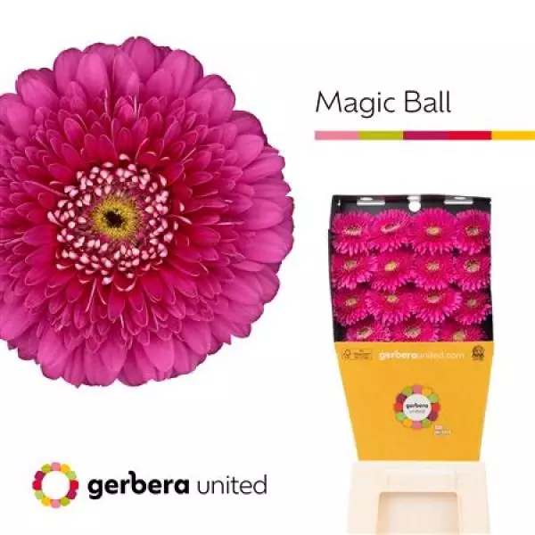 Ge Gr Diamond Pomponi Magic Ball