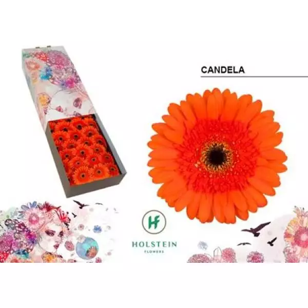 Ge Gr Box Candela Holstein