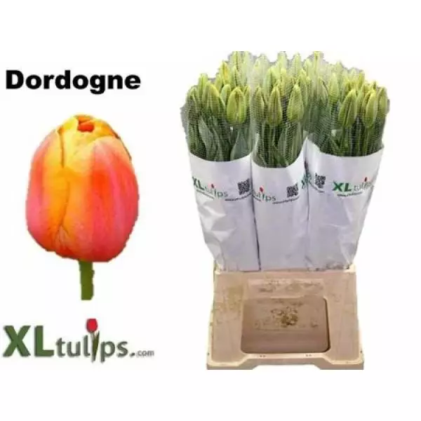 Tu French En Dordogne