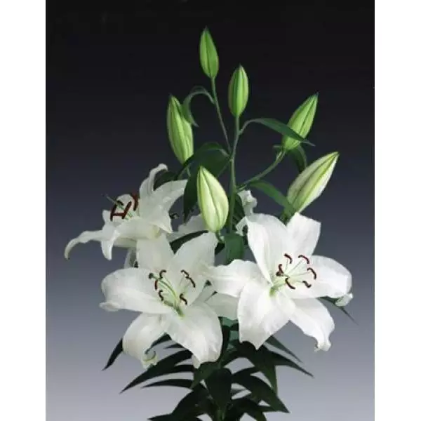 Li  Or White 4+