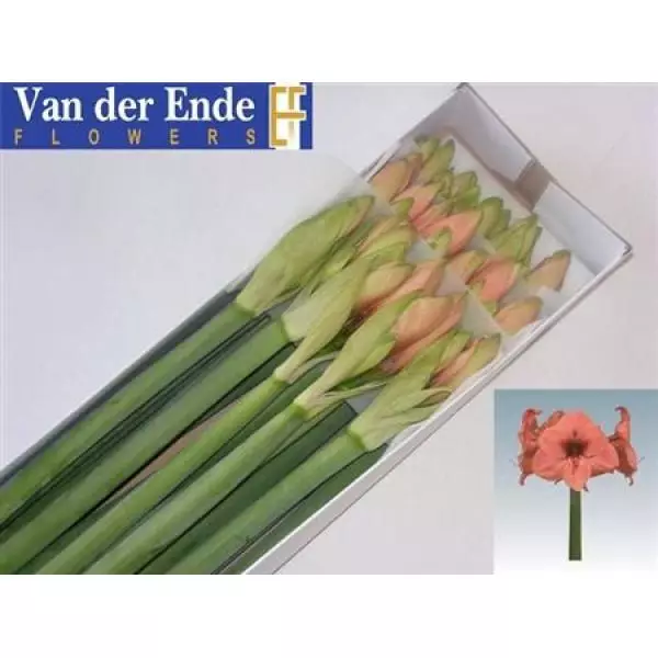 Hipp Ga Bouquet *15