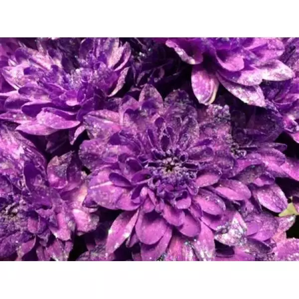 Chr Tr Baltica Dyed Milka + Glit