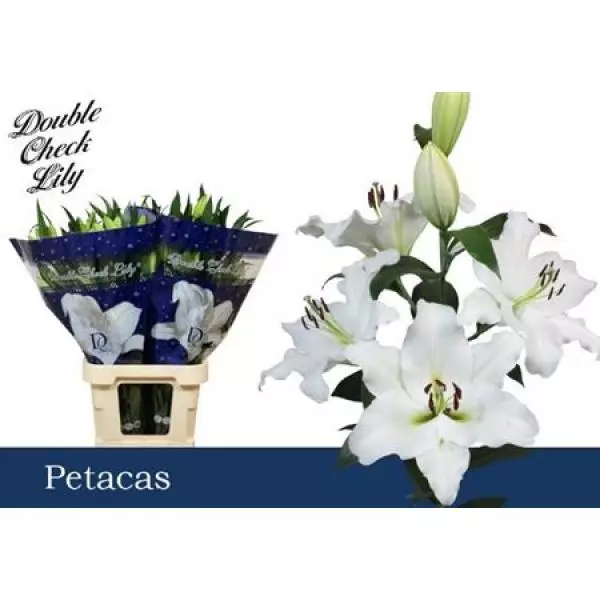 Li Ot Petacas 4+
