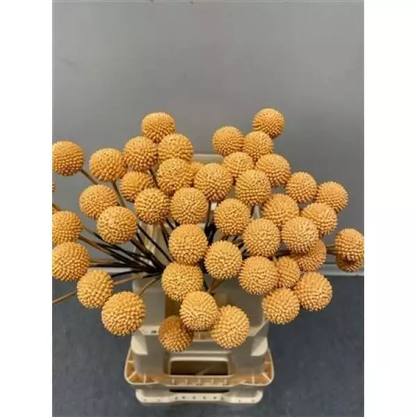 Craspedia Apricot
