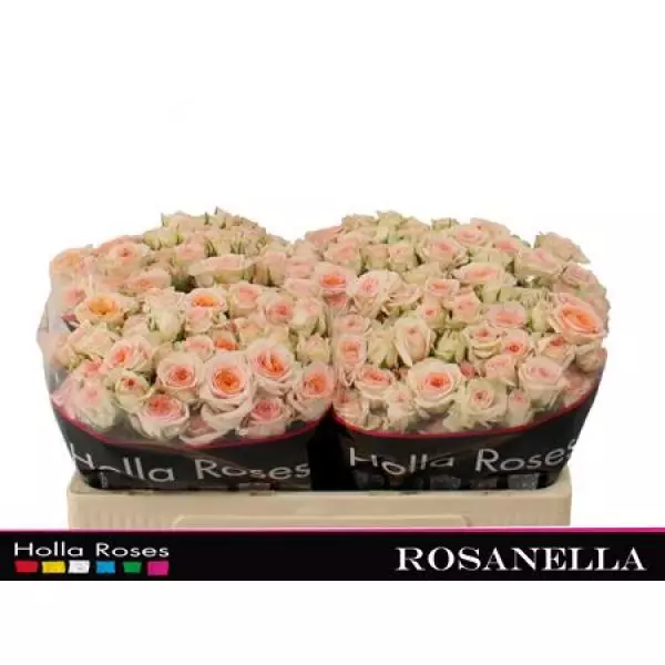 R Tr Rosanella