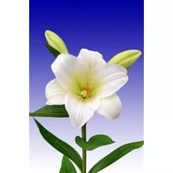 Li  Lf White 2+