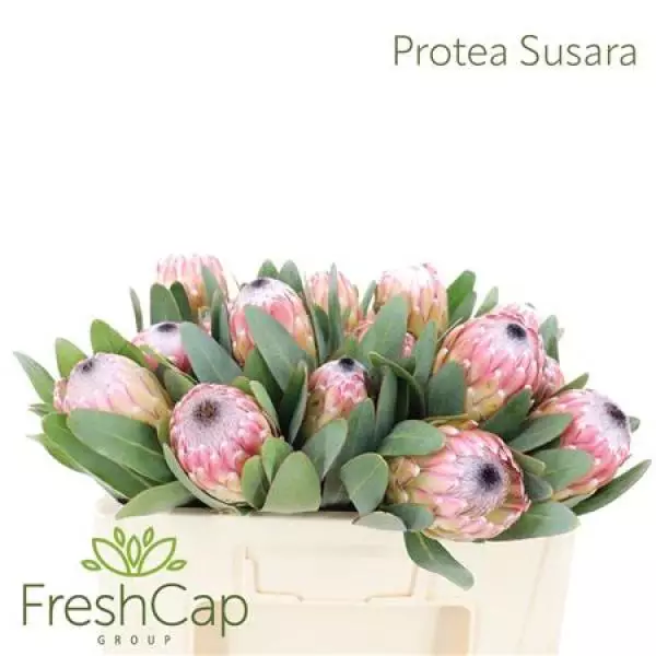 Protea Susara