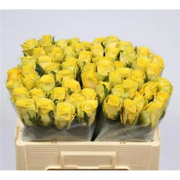 R Gr  Yellow Import
