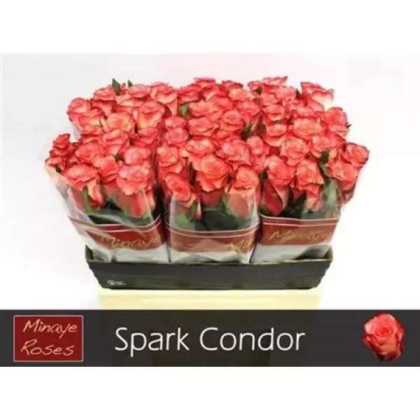 R Gr Spark Condor