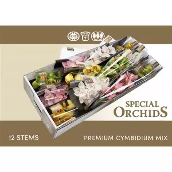 Cymb   Mix Special Orchids 50cm
