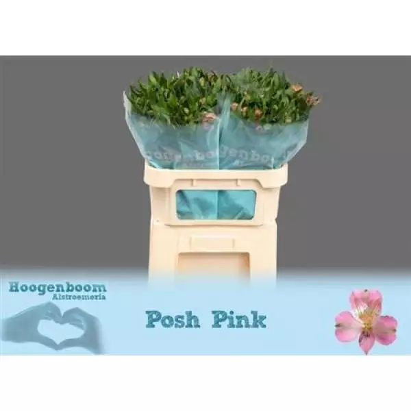 Alstr  Ov Pink