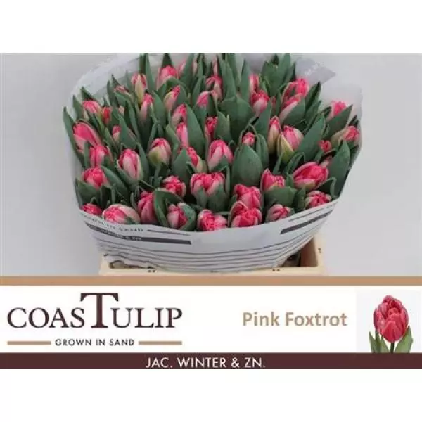 Tu  Coastulip Du Pink Foxtrot