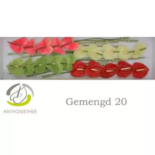 Anth A Mix 4 Colors *20