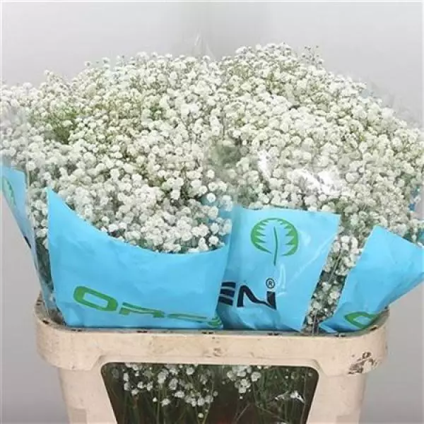 Gyps Pa Xlence Extra