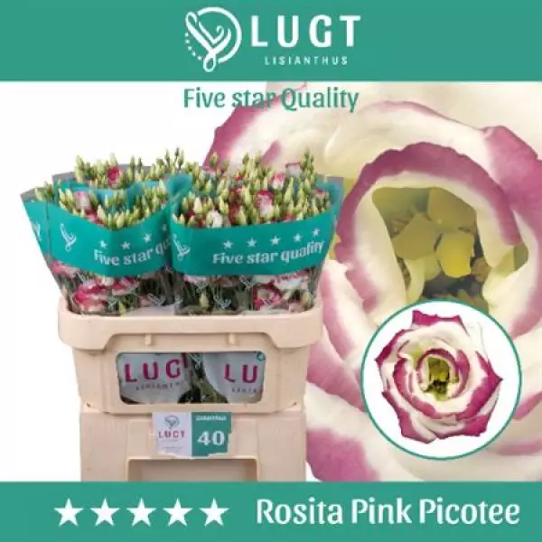 Eust G Rosita Pink Picotee Lugt