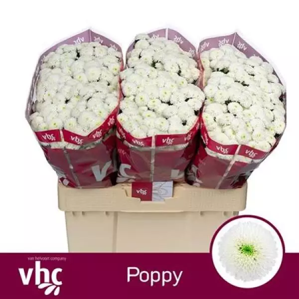 Chr San Poppy