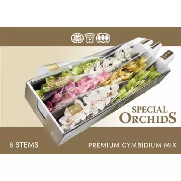 Cymb   Mix Special Orchids Exclusive *6