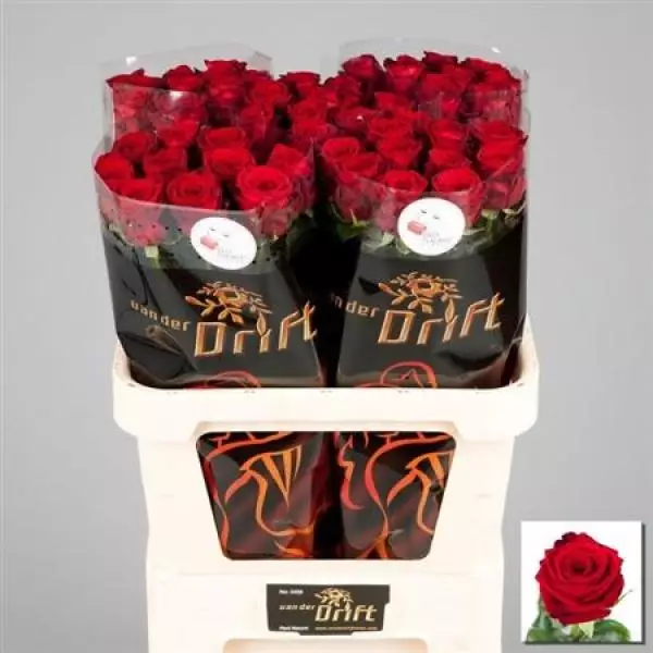 R Gr Red Naomi Extra
