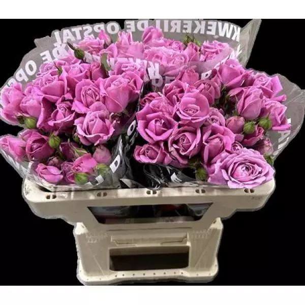 R Tr Pink Fame