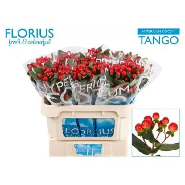 Hyp Coco Tango Red