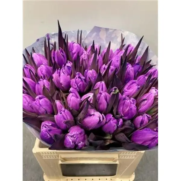 Tulp Dyed Milka
