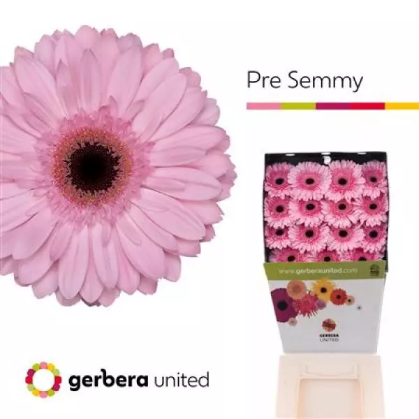 Ge Gr Diamond Pre-semmy