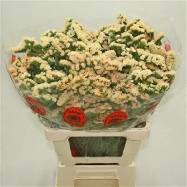 Statice Import Apricot L60