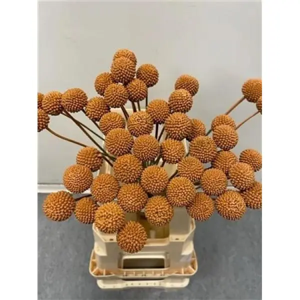 Craspedia Brown