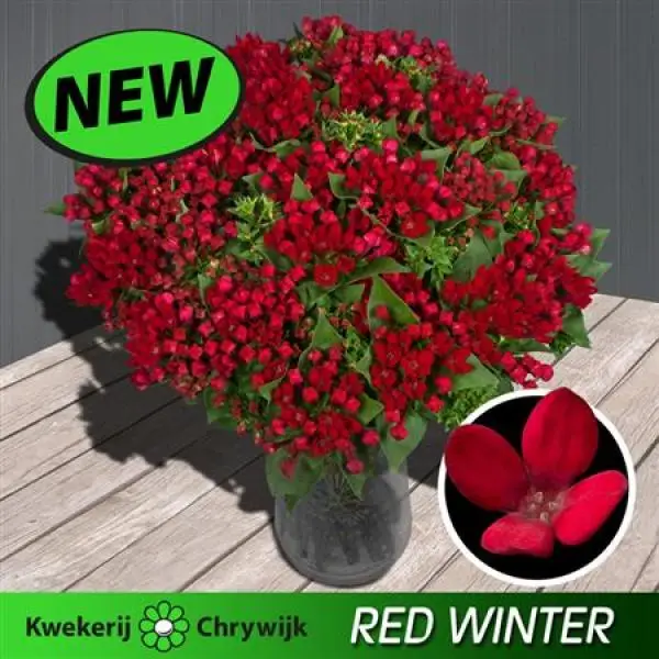 Bou En Red Winter