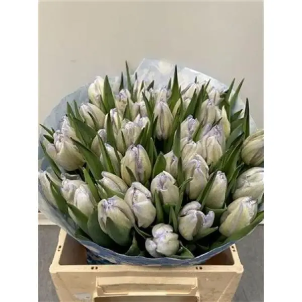 Tulp Dyed Butterfly