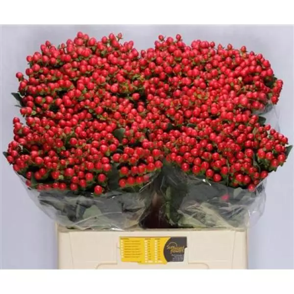 Hyp  Red