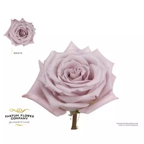 Rosa Garden Menta