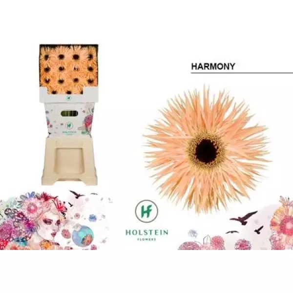 Ge Gr Diamond Spider Harmony Holstein