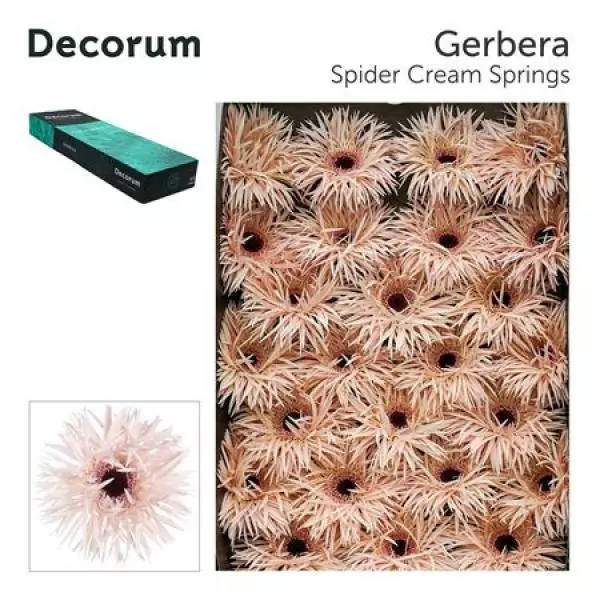 Ge Gr Box Spider Cream Springs