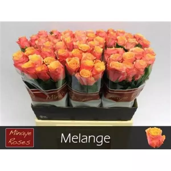 R Gr Melange
