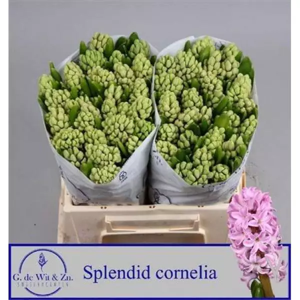Hyac Splend Cornelia