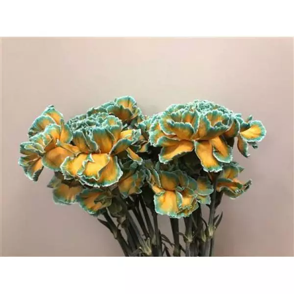 Dianthus St Dyed Curacao