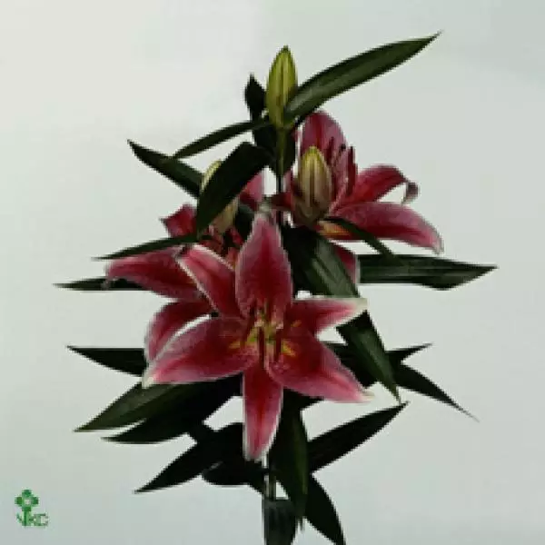 Li  Or Dark Pink 4+