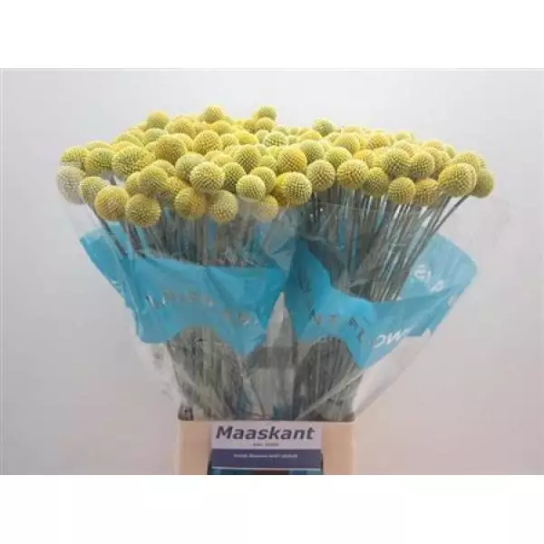 Craspedia