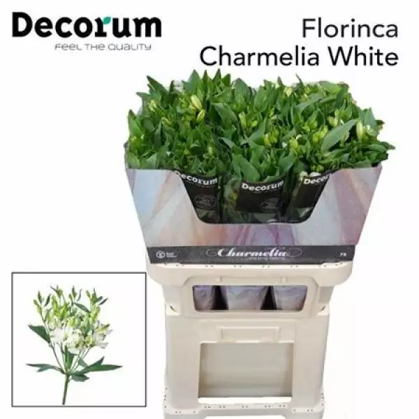 Alstr  Flor Charm White 75cm
