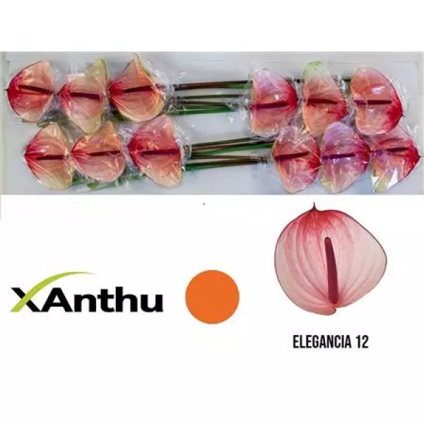 Anth A Max Elegancia *12