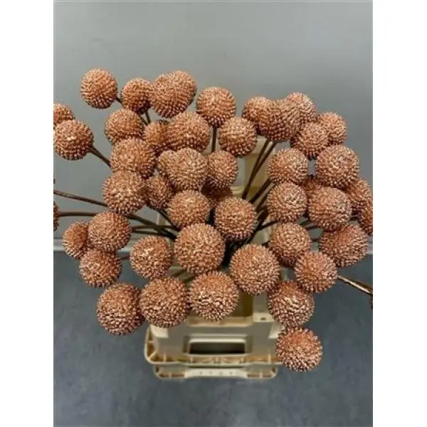 Craspedia Copper