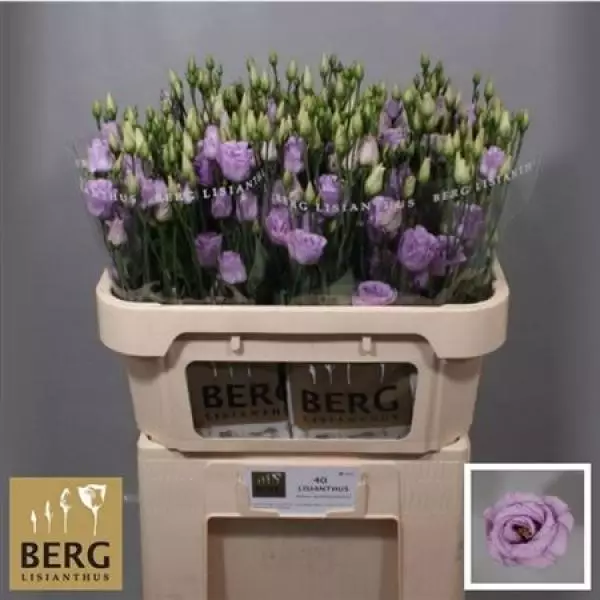 Eust G Rosita Lavender Berg