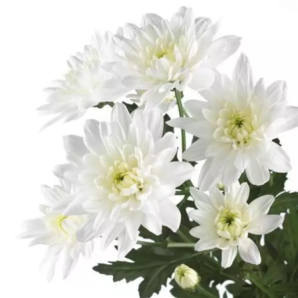 Chr T Baltica White