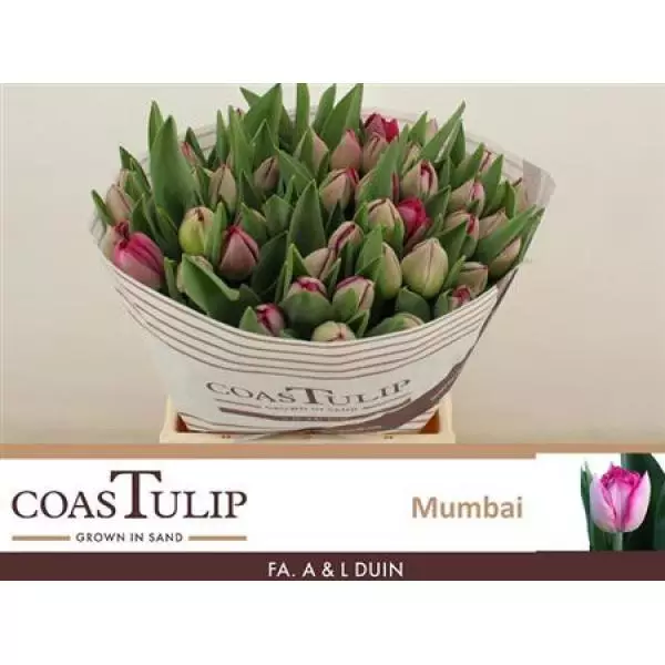 Tu  Coastulip Du Mumbai