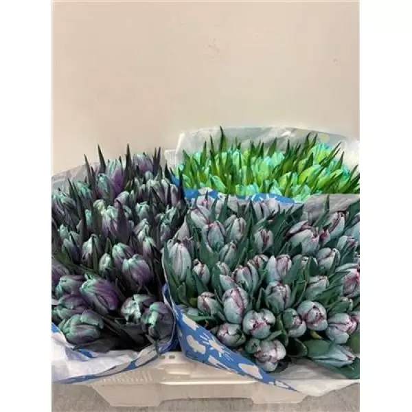 Tulp Dyed Mix
